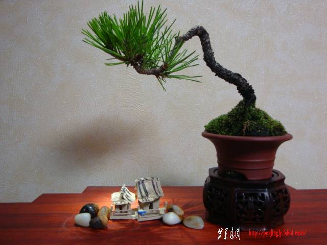 DSC06005.JPG