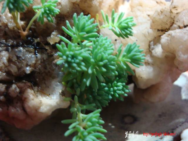 DSC06003.JPG