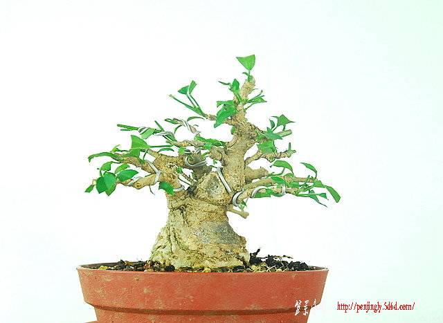 F23_20100627011850673.jpg
