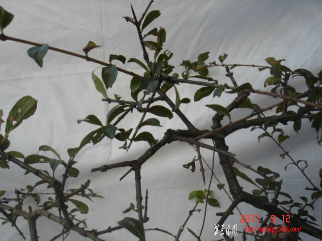 DSC01672.JPG