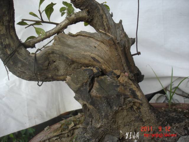 DSC01674.JPG