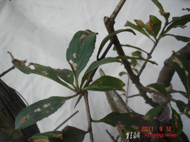 DSC01675.JPG