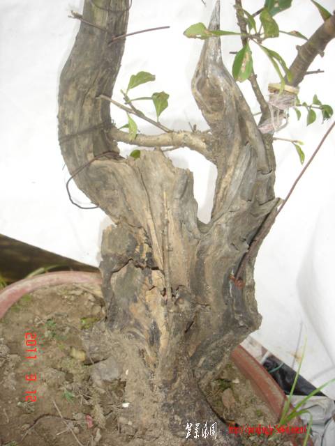 DSC01677.JPG