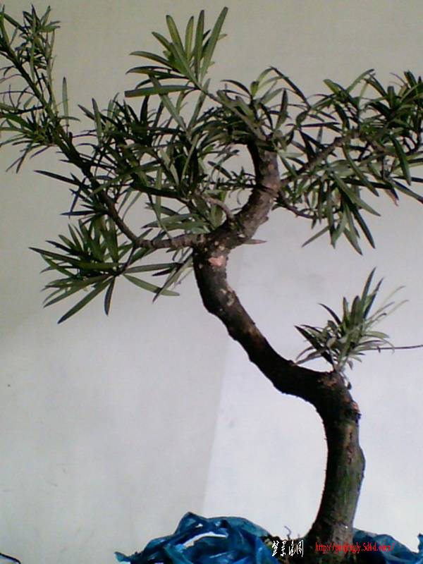 20070317С޺1.jpg