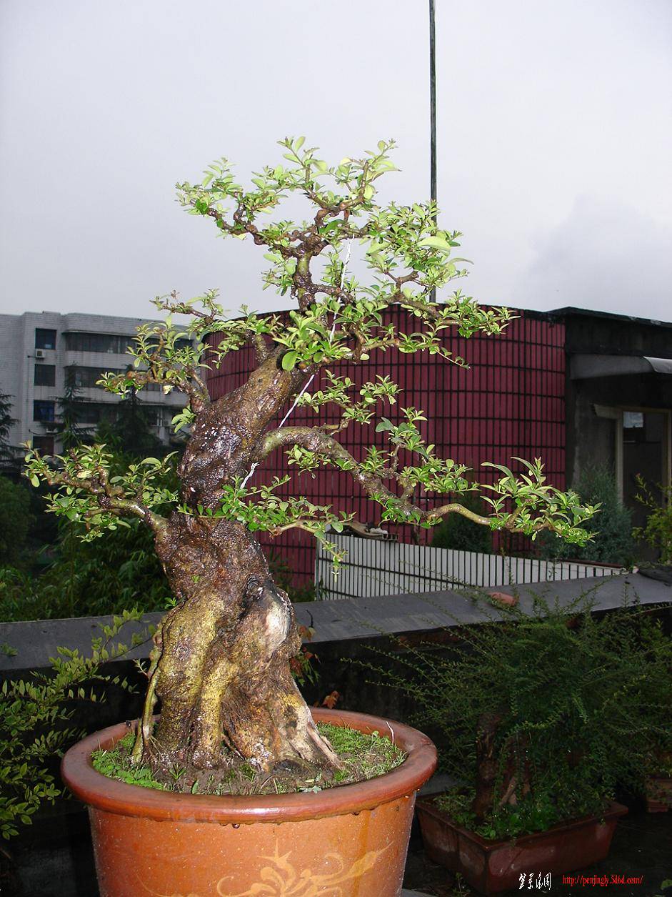DSC08158.JPG