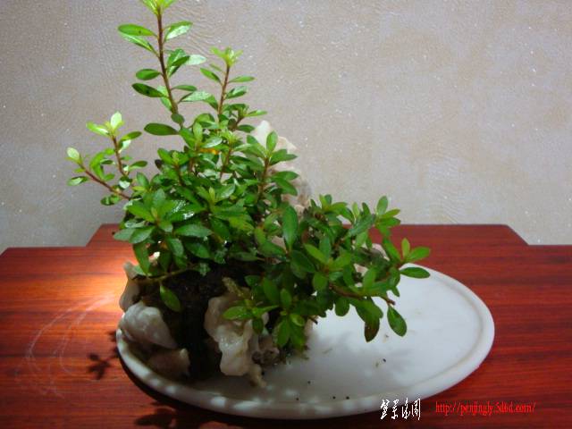 DSC05999.JPG