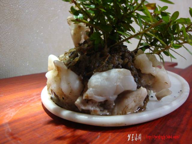 DSC06000.JPG