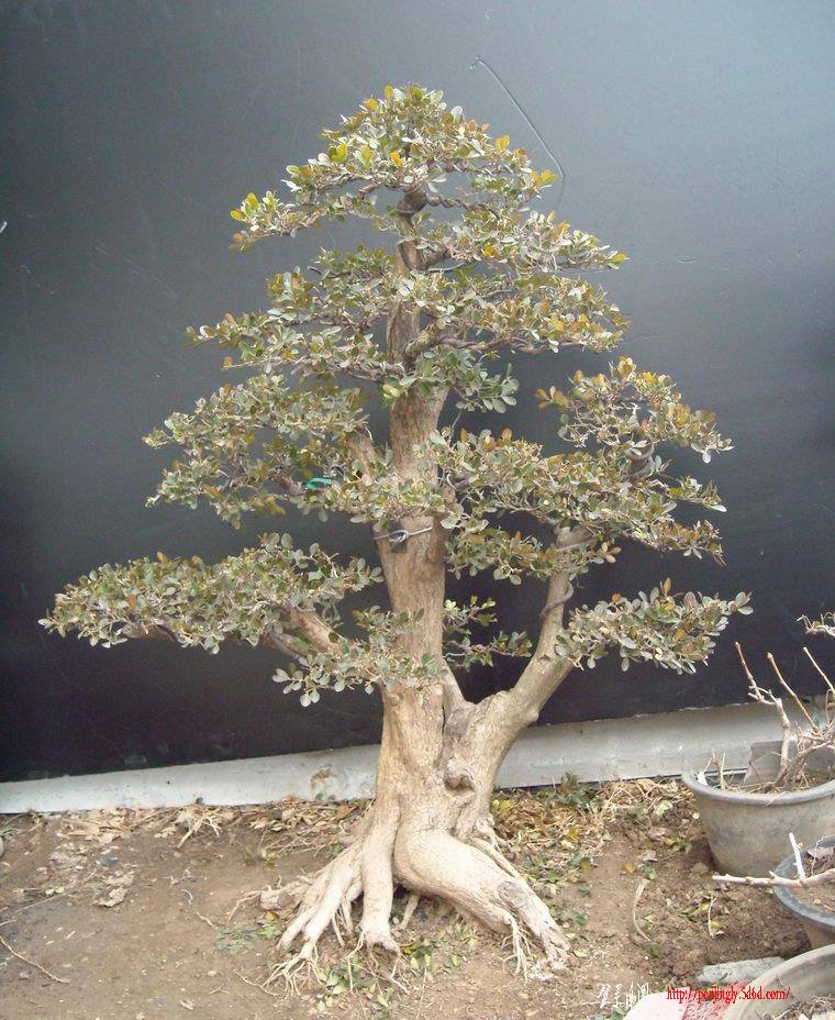 DSCN1040.JPG