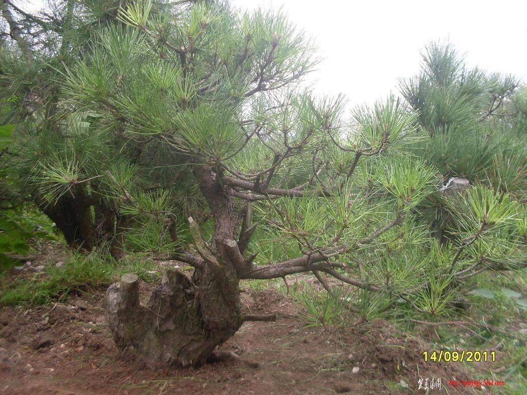 SDC10284.JPG
