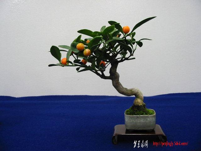 097177.jpg