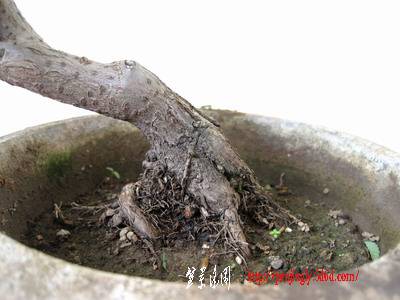 IMG_4221.jpg
