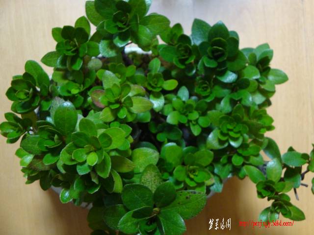 DSC06104.JPG