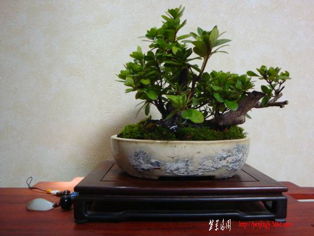DSC06100.JPG
