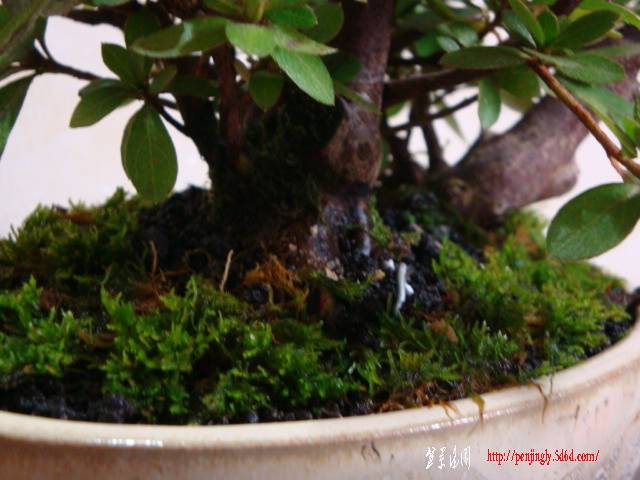 DSC06102.JPG