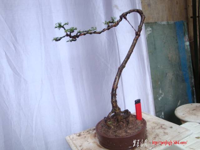 DSC04945.JPG