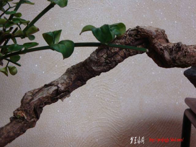DSC06085.JPG