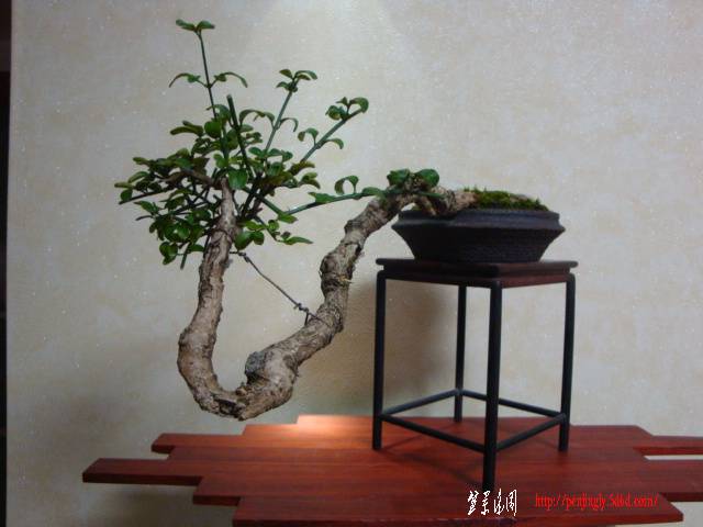 DSC06086.JPG