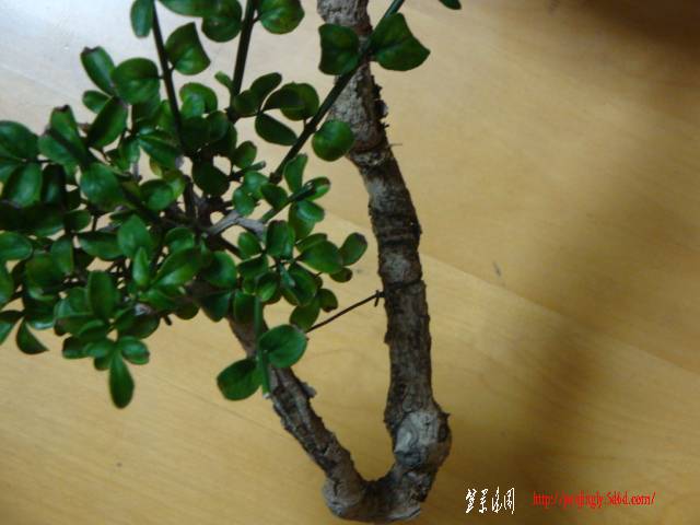 DSC06109.JPG