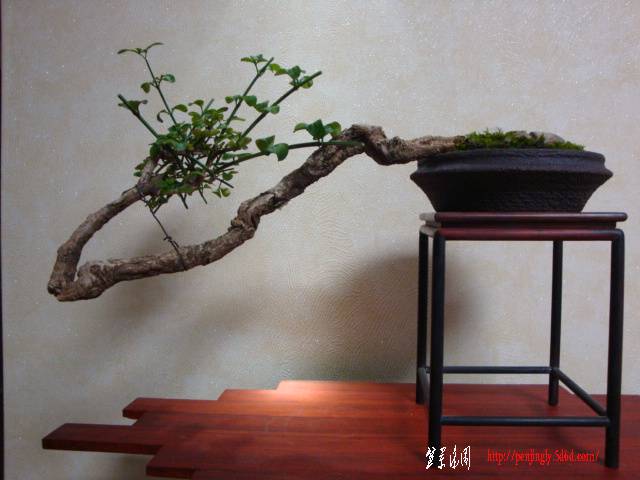 DSC06084.JPG