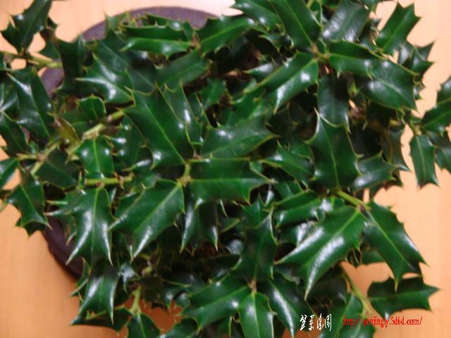 DSC06095.JPG