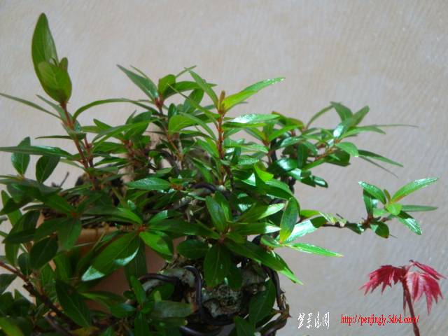 DSC06162.JPG
