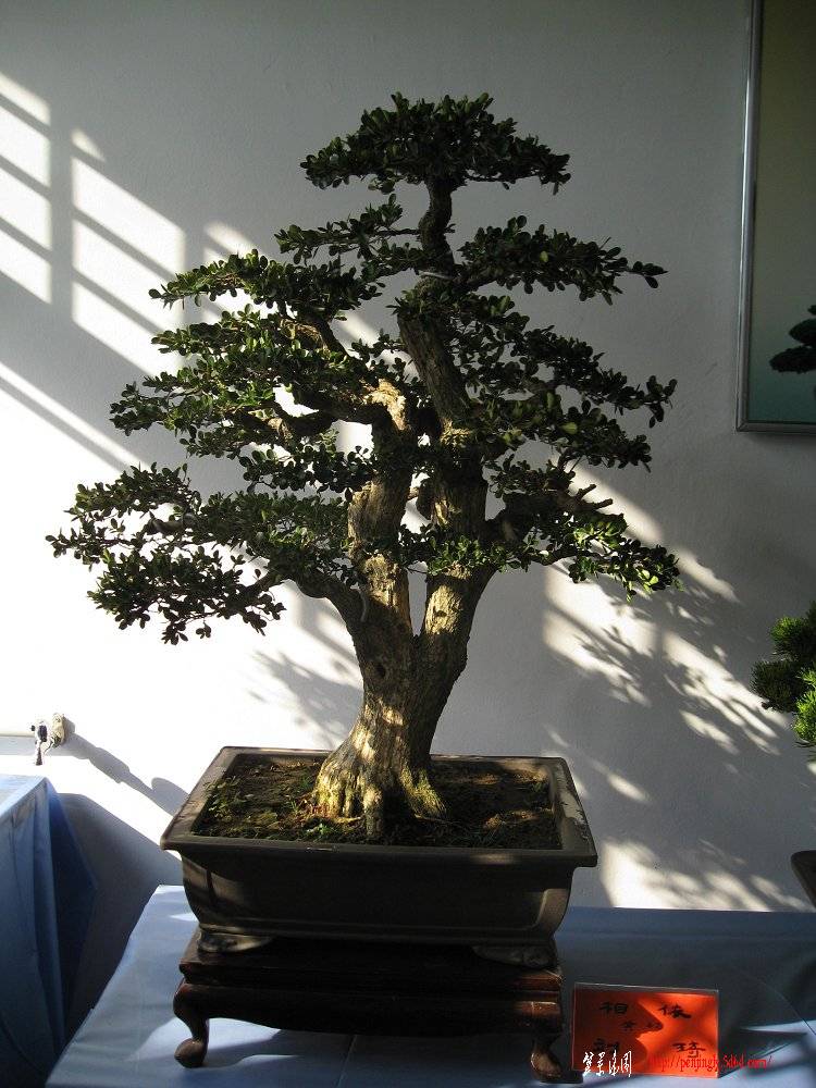 Ƭ 088.jpg
