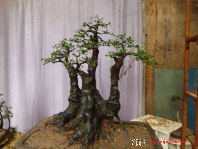 DSC05083.JPG