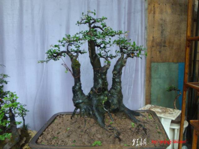 DSC05091.JPG