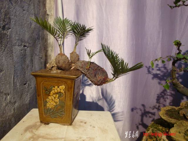 DSC05097.JPG