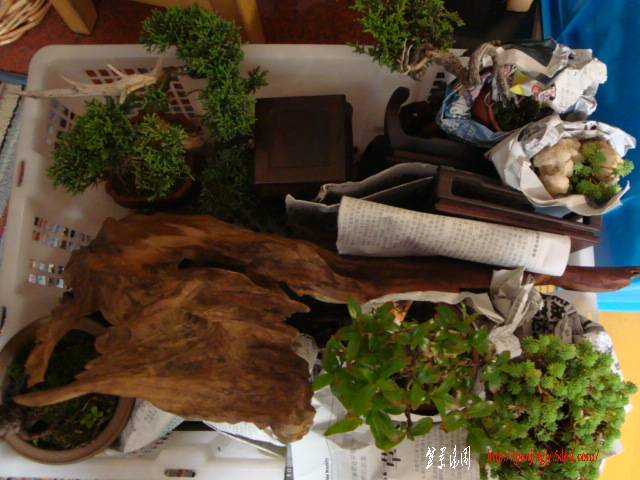DSC06236.JPG