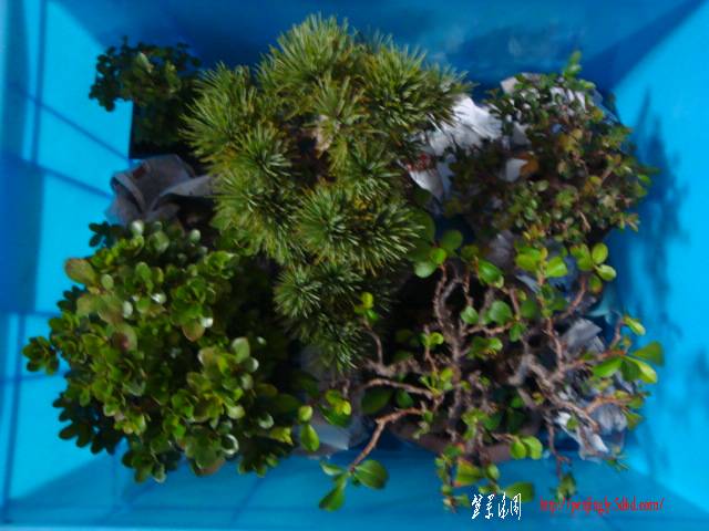 DSC06235.JPG