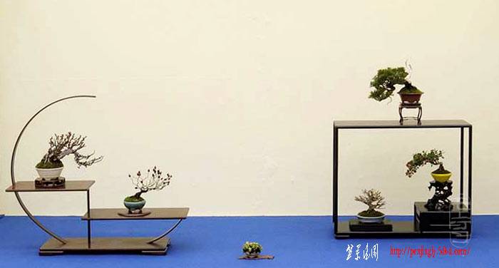 shohin-6-b.jpg
