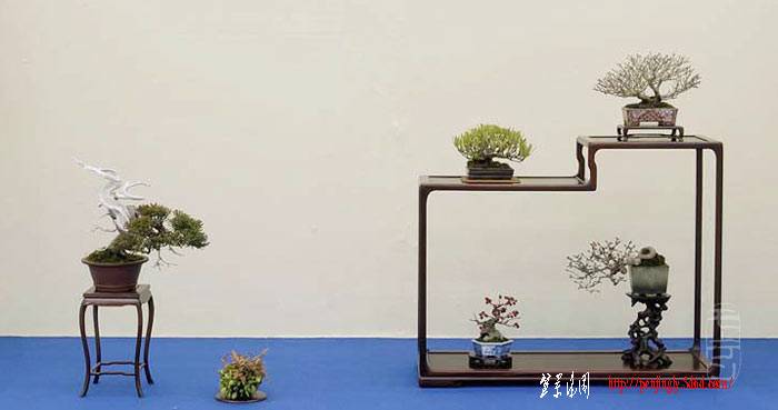 shohin-6.jpg