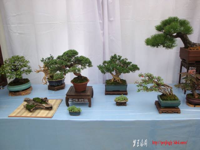 DSC06254.JPG