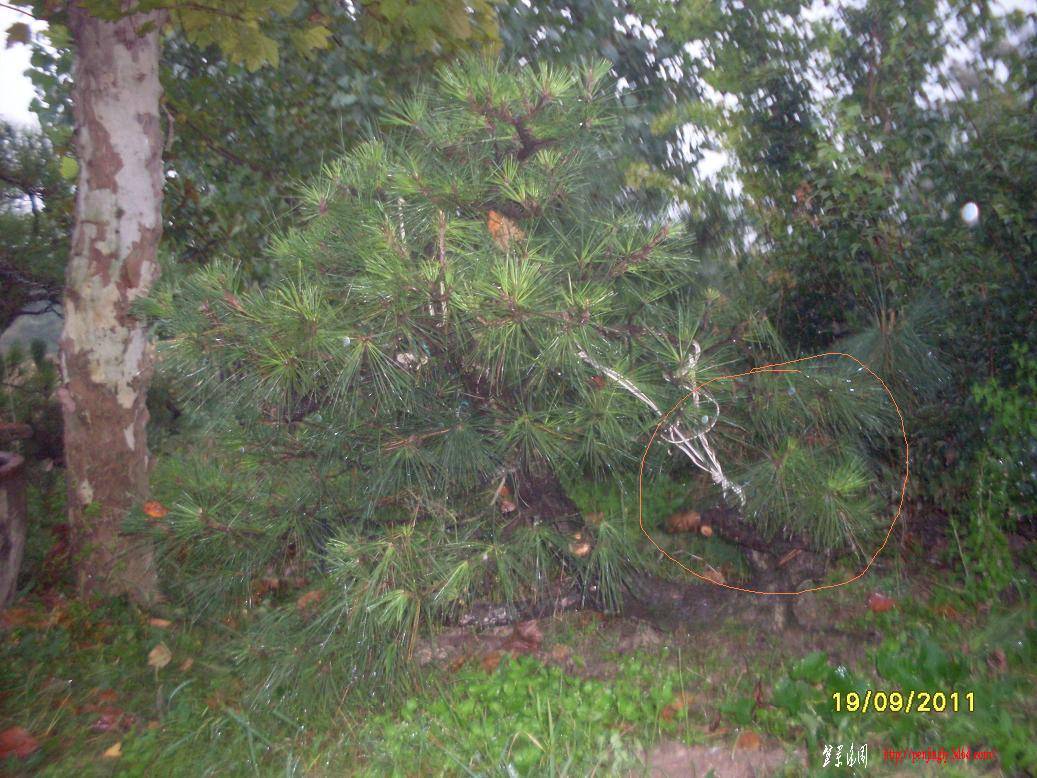 SDC10346.JPG