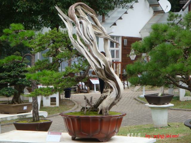 DSC06301.JPG