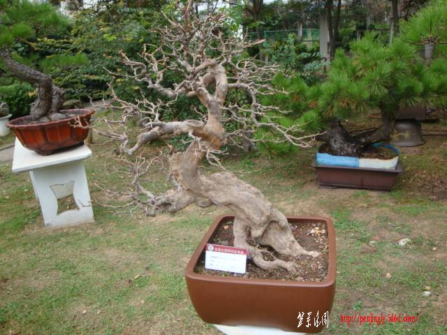 DSC06270.JPG