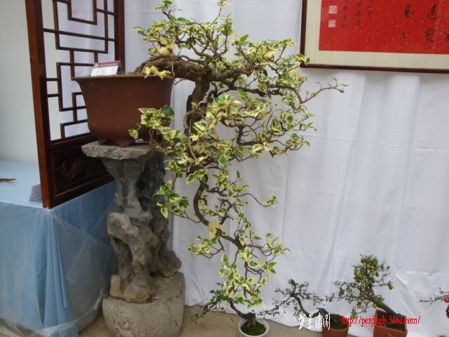 DSC06264.JPG