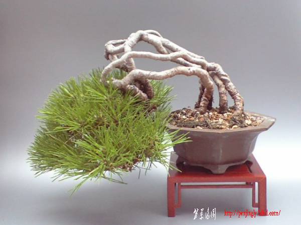 minibonsai1000-img600x450-1317364632gdbdye69613.jpg