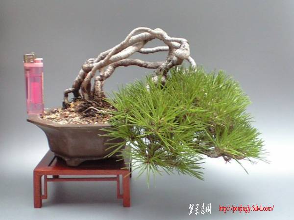 minibonsai1000-img600x450-13173646085o9nry68791.jpg