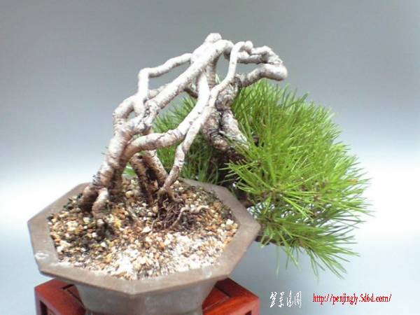 minibonsai1000-img600x450-1317364654ilpbzx47429.jpg