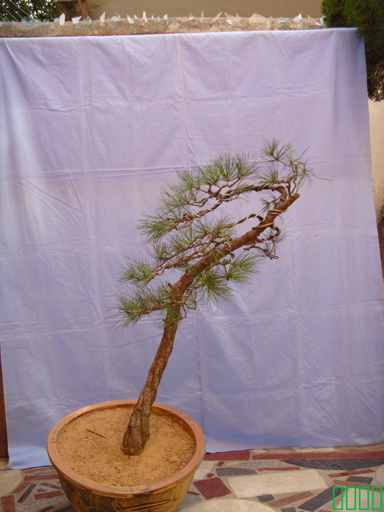 SDC11611.jpg