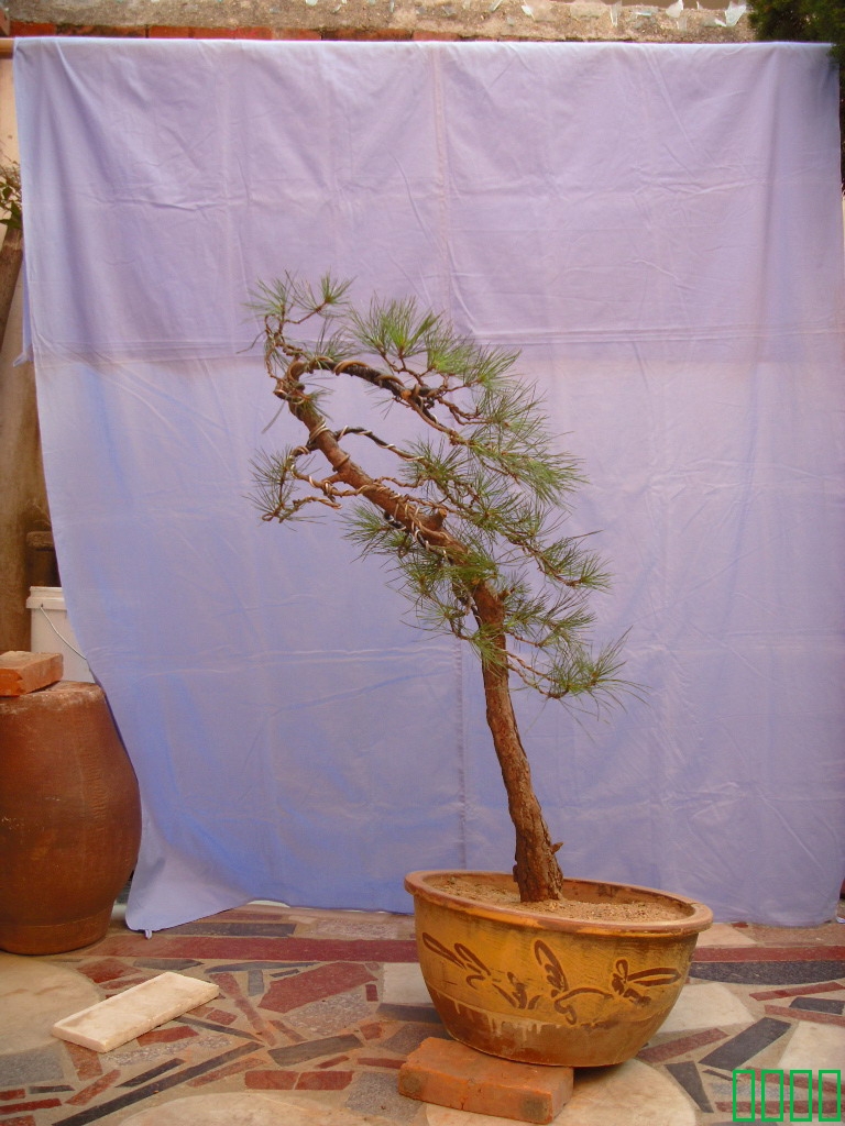 SDC11612.jpg