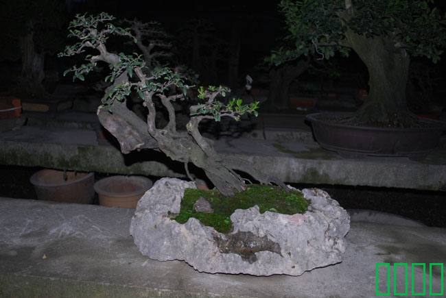 DSC_8573.JPG
