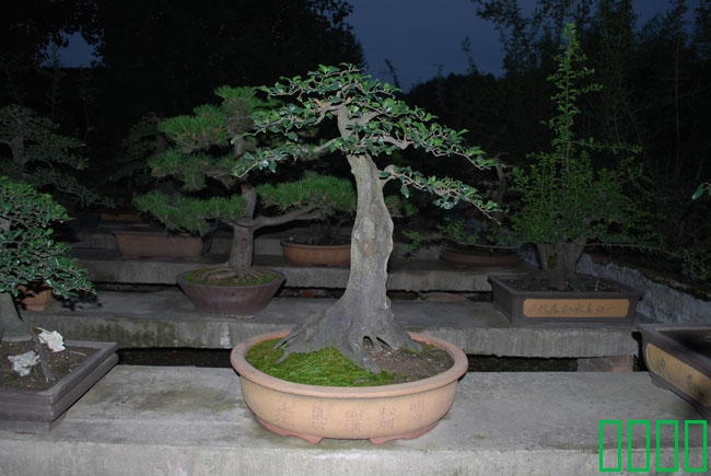 DSC_8559.JPG