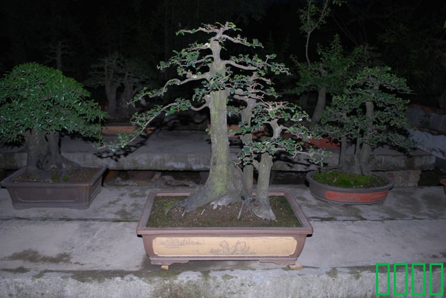 DSC_8597.JPG