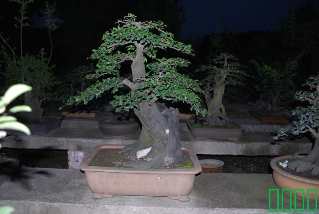 DSC_8584.JPG