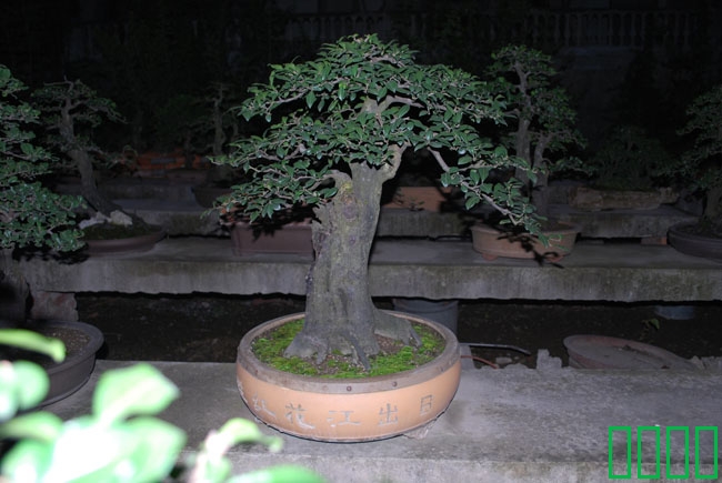 DSC_8592.JPG