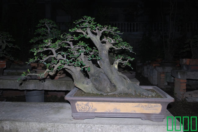 DSC_8589.JPG