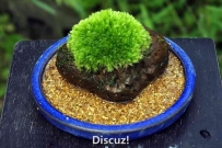 一盆苔藓